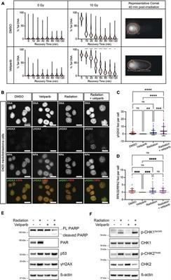 Veliparib Is an Effective Radiosensitizing Agent in a Preclinical Model of Medulloblastoma